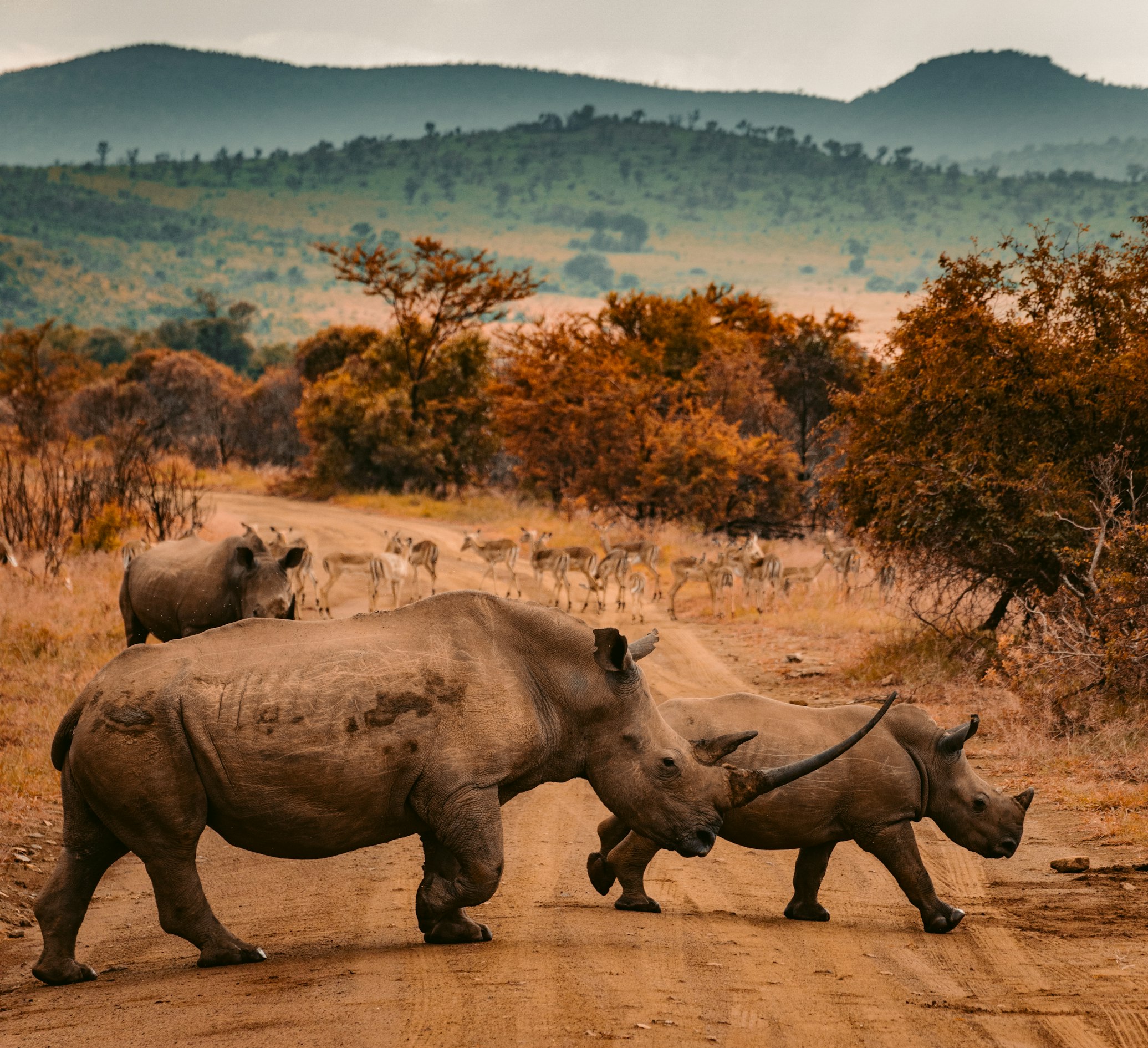 Elephant herd in savanna