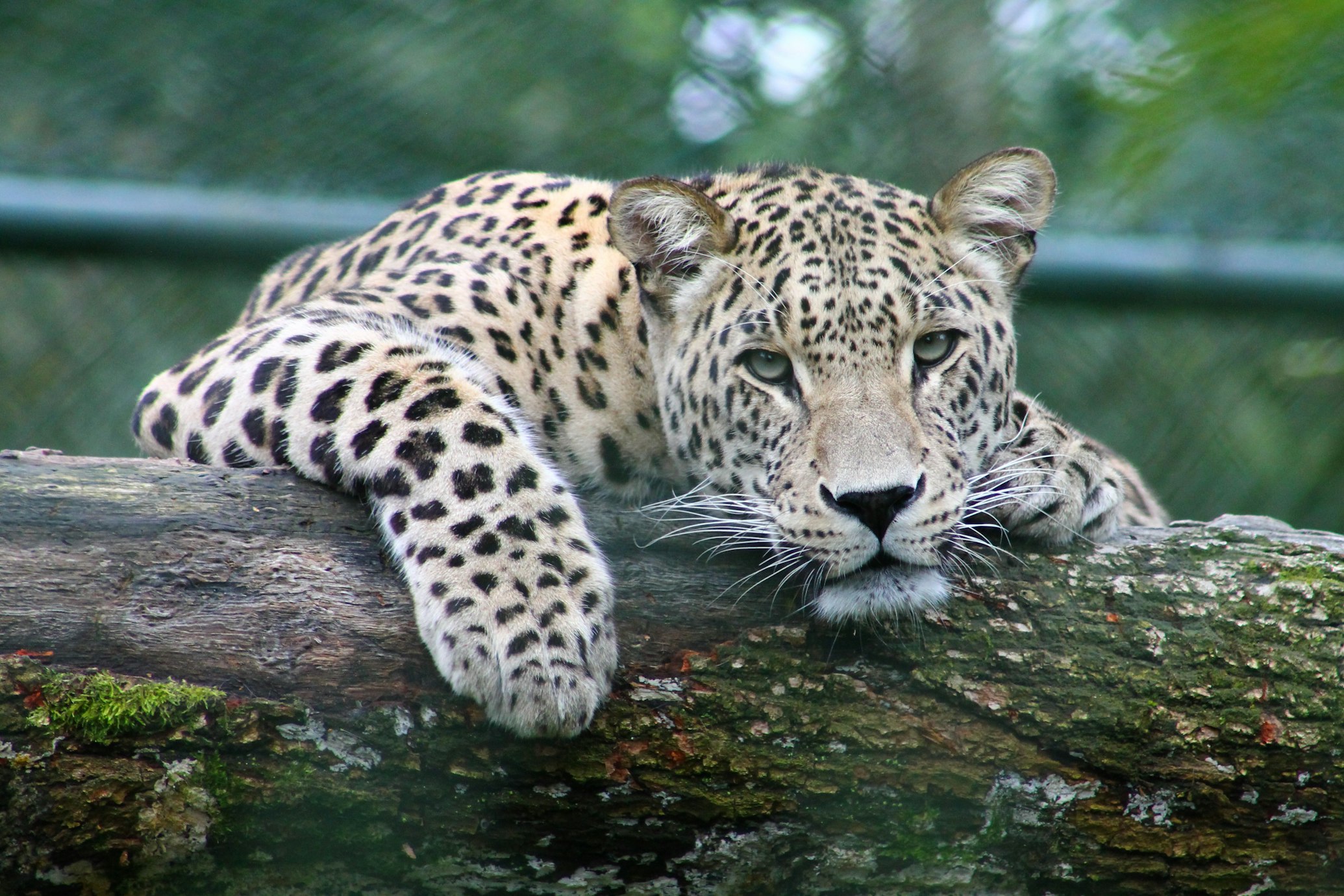 Leopard in tree