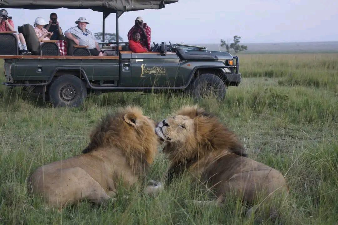 Safari landscape at sunset