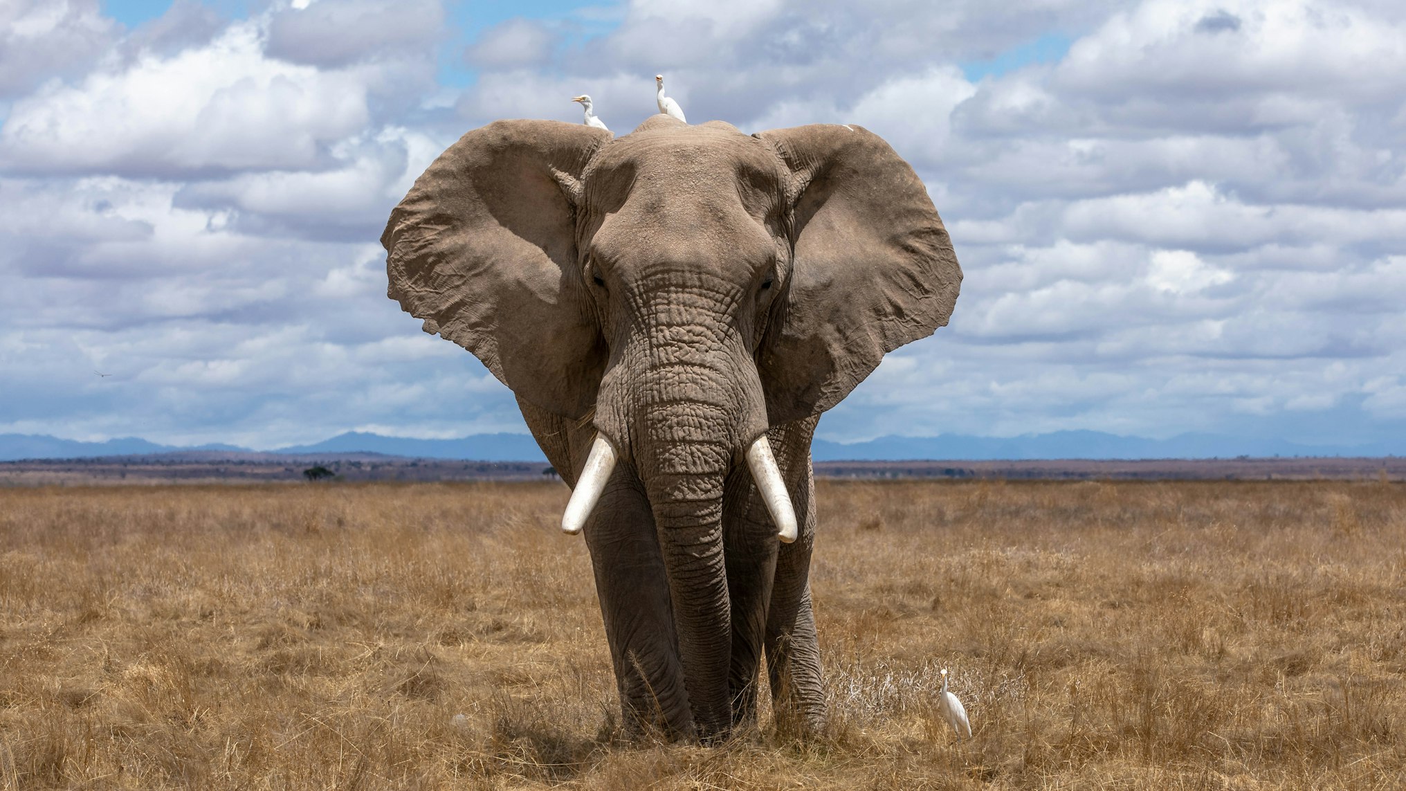 African wildlife at waterhole